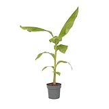 Plant in a Box - Bananenpflanze - Musa Basjoo - Höhe 55-70cm - Topf 21cm - Bananenbaum Winterhart