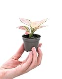 PLNTS - Baby Aglaonema Red Valentine (Kolbenfaden) -...