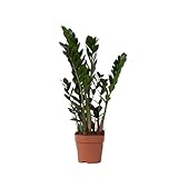 Plant in a Box - Zamioculcas Zamiifolia - ZZ plant - Glücksfeder - Glänzende gefiederte Blätter - Echte Grüne Pflanze - Topf 17cm - Höhe 55-65cm