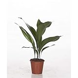 Aspidistra Elatior 50 cm - Schusterpalme/Metzgerpalme - Robuste Zimmerpflanze für pflegeleichte Raumbegrünung, Luftreinigung & Schattenverträglichkeit
