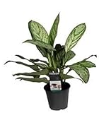 Grünpflanze - Kolbenfaden (Aglaonema Silver Queen) - Höhe: 25 cm - von Botanicly, topf:ohne Übertopf, height:25