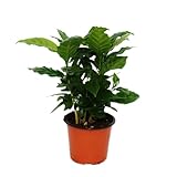 Exotenherz - Kaffeepflanze - Coffea arabica - 1 Pflanze - pflegeleicht - luftreinigend - 12cm Topf