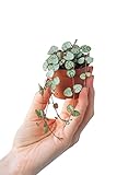 PLNTS - Baby Ceropegia Woodii String Of Hearts - Zimmerpflanze - Echte Pflanzen für Drinnen - 6cm Topf - Höhe 10cm
