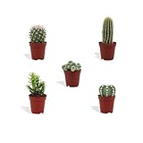 DutchLeafs Mini-Kakteen Mix 5 Stück Verschiedene Kakteen - Topf 5,5 cm - Kleine Pflanzen Mischung Kakteen Starter Set Pflegeleichte Zimmerpflanzen - Höhe 8-15 cm