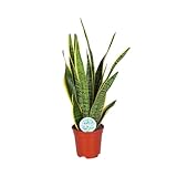 Sukkulente - Bogenhanf (Sansevieria Trifasciata Laurentii) - Höhe: 60 cm - von Botanicly