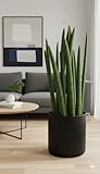 Sansevieria cylindrica,Bogenhanf,luftreinigend, XXL Zimmerpflanze,ca.65cm hoch