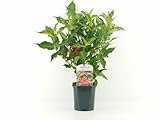 Weigela Red Prince – Blühstrauch 40–60 cm inkl. Topf | Rote Glockenblume, winterharte Zierpflanze für Garten & Hecke, bienenfreundlicher Strauch, pflegeleicht & reichblühend
