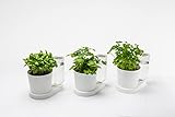 greevi kräuterheld 3er Set | Kräutertöpfe mit Selbstbewässerungssystem | Made in Germany | Kunststoff (Standard, weiß)