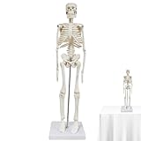 Anatomie Modell Skelett, 45cm Mini Ganzkörper Menschliches Skelett Anatomisches Modell mit Bewegliche Arme Beine Anatomy Skeleton für Medizinisches Lehren Kinder Bildung Display Halloween
