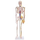 Anatomie Modell Skelett mit Nerven und Arterien Körper Mensch Medizin Skeleton Menschliches Skelett verkleinert 87 cm mit Ständer Anatomy Menschen MedMod