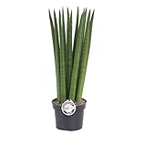 Sansevieria Cylindrica Straight ca. 40 cm Bogenhanf Schwiegermutterzunge bessere Raumluft