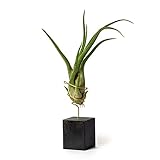 PLANDAIRE Tillandsia Caput Medusae IR Pflanze ohne lebende Erde – Tillandsien echte Pflanzen – natürliche Zimmerpflanzen, Tillandsia, echte Luftpflanze (Unterstützung inklusive) (schwarz)