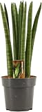 Sansevieria Cylindrica Straight 30 cm – Bogenhanf (Schwiegermutterzunge) für Bessere Raumluft, Luftreinigend, Pflegeleicht, Dekorative Zimmerpflanze für Zuhause und Büro
