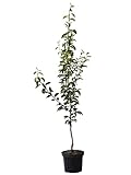 Birnenbaum Williams Christ Herbstbirne Tafelbirne Buschbaum 110-140 cm 9,5 Liter Topf Quitte A