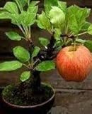 Neue frische 100 Stuck Apfelbaum Dwarf:Seeds Only