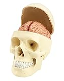 QWORK® 3-Teile Schädel Modell und 8-Teile Gehirn Modell mit Nummern, 1:1 Lebensgröße Anatomie Modell für Medizinisches Lehrlernen