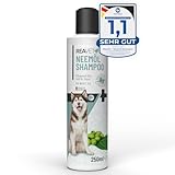 ReaVET TESTURTEIL SEHR GUT 09/23 Hundeshampoo - Neemöl gegen Milben, Flöhe, Zecken & Parasiten, 250 ml - Parasiten Shampoo, alle Rassen, angenehmen Duft & auf Hundehaut angepasst, Welpen geeignet