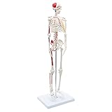 Cranstein A-118 Mini Skelett 85cm mit Muskelbemalung | Kleines Skelett Anatomie Modell | für Studenten bzw Medizin Studium | als Geschenk