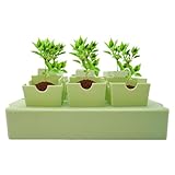 Pflanzstabellen - stabiler Acryl | Sämling, Ausbreitungsschale, kleine Pflanzen, wiederverwendbares leichtes Gewicht für Innen- und Outdoor -Gartengärtenhydrokultur -Propagationsanlagen -Organisation