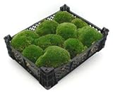 Kiste 40x30x8 cm frisches Premium Kugelmoos, echtes natur Moos Dekomoos Prime Bollenmoos amazon Hügelmoos Mooskissen bestellen Kissen Kugeln Deko echtes Moss kaufen