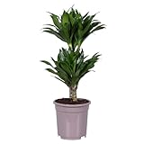 Plant in a Box - Dracaena deremensis 'Compacta' - Drachenbaum - Drachenpflanze - Zimmerpflanze - ⌀ 17 cm - Höhe 60 bis 70 cm