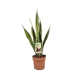 Sukkulente - Bogenhanf (Sansevieria Trifasciata Laurentii) - Höhe: 60 cm - von Botanicly