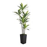 Künstliche Drachenbaum 150/180cm Groß Kunstpflanze Künstlicher Dracaenabaum Seidenbaum Faux Tree, Kunstpalme Realistische Kunstpflanze Dracaena für Büro Wohnzimmer Innendekor (Schwarz, 180cm)