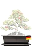 Genki-Bonsai Bonsaischale aus Kunststoff (34cm x 26cm x 9cm) - Rechteckiger Blumenkübel für Bonsai + dunkelbraunem Untersetzer