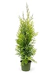 5 Thuja Brabant 125-150cm XXl ohne Topf gemessen frisch vom Feld Gartenhecke Heckenpflanzen Immergrüner Lebensbaum