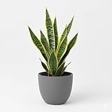 Sansevieria Futura Superba Bogenhanf, Luftreinigende...