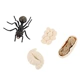 GALPADA Miniatur Ameisen Wachstumszyklus Modell Ant Pädagogisch für Biologie Lernen Natürliches Wissenschaftsgeschenk Leicht und Langlebig