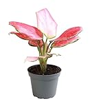 Grünpflanze - Kolbenfaden (Aglaonema Red Dragon) - Höhe: 8 cm - von Botanicly