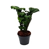 Mini-Pflanze - Zamio Palme - Zamioculcas zamiifolia - Glücksfeder - pflegeleicht - Baby-Plant - 5,5cm Topf