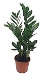 Glücksfeder, (Zamioculcas zamiifolia), Zamie, Zamia Farn,...