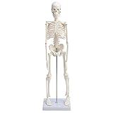 Cranstein A-122 Kleines Mini Skelett Modell 45cm | Weiss | Kleines Skelett Anatomie Modell | Deko | als Geschenk
