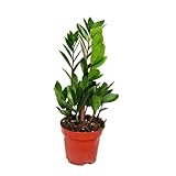 Exotenherz - Zamio Palme - Zamioculcas zamiifolia - 1 Pflanze - pflegeleicht - luftreinigend - 12cm Topf