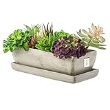 botle Keramik Blumentopf Blumenschale Kakteenschale Untersetzer Wasserloch Kakteen Bonsai Sukkulenten (rechteckig, Beton grau)