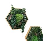 Moos-Hexagon Urban Jungle mit Farn Eukalyptus geölter Rahmen secheckige Mooswabe mit konserviertem Moos Moosbild (groß 31 cm)