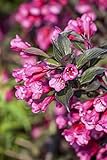 Weigela florida 'Victoria' 15–20 cm – Winterhart, Mehrjährig, Pflegeleicht – Weigelie – Zierstrauch für Beet & Garten