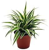 Grünlilie, (Chlorophytum comosum), luftreinigende Zimmer und Büropflanze, (1 Pflanze im 12cm Topf, Sorte: Ocean)