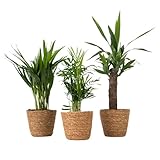 Plant in a Box - Mini Zimmerpalmen - Set aus 3 inklusive dekorativer Körbe - Höhe 25-40cm - Topf 12cm - Zimmerpflanzen Areca, Yucca, Chamaedorea