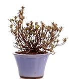 Bonsai - Jap. Satsuki Azalee, Rhododendron indicum 226/38