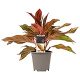 Zimmerpflanze von Botanicly – Kolbenfaden – Höhe: 25 cm – Aglaonema