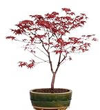 Bonsai - A. palmatum Deshojo, roter Fächerahorn 209/43