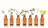 Muskatellersalbeiöl traditionell BIO, 10ml von Dragonspice Naturwaren, 10ml
