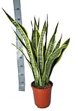 Sansevieria Laurentii – 90cm – Große Bogenhanf Zimmerpflanze – Pflegeleicht & luftreinigend – Ideal für Wohnzimmer, Büro & moderne Inneneinrichtung – Robust & langlebig