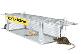 Lebendfalle Ratte Groß 43 cm XXL Rattenfalle mit Zweitürig Mausefalle lebend Hohe Sensibilität & Wiederverwendbar Mäusefallen Lebendfalle Maus Für Ratten Siebenschläfer Wühlmäuse