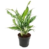 Aglaonema Greyhound - Buntblättriger Kolbenfaden -...