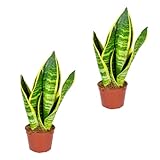 Bloomique - 2er Set - Sansevieria Superba - Bogenhanf - Sukkulenten - Zimmerpflanzen - Sehr Pflegeleicht - Höhe 20-30 cm - Topf 9 cm