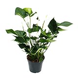 Exotenherz - Weiss-blühende Flamingoblume, Anthurium anderanum, 17cm Topf